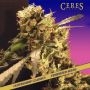 Orange Bud Feminized Marijuana Strain by Ceres Seeds For Sale Online at Cannabis Seeds Outlet