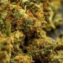 Ceres Seeds Orange Bud Smoke Buds Weed Ganja Skunk Dope Pot Images Pics Nuggets