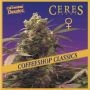 Purple Feminized Marijuana Strain by Ceres Seeds For Sale Online at Cannabis Seeds Outlet