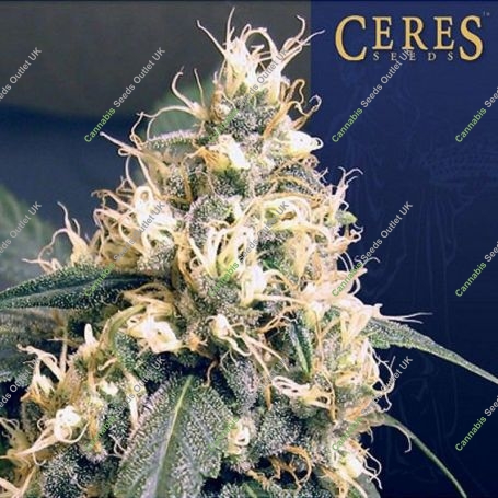 Skunk Regular Marijuana Strain by Ceres Seeds For Sale Online at Cannabis Seeds Outlet