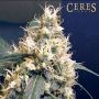 Skunk Regular Marijuana Strain by Ceres Seeds For Sale Online at Cannabis Seeds Outlet