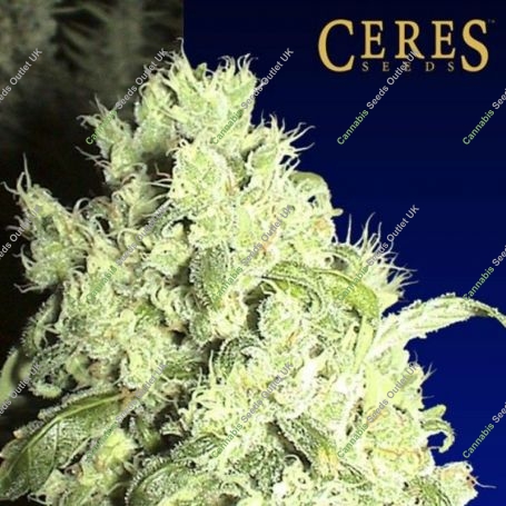 White Indica Regular Marijuana Strain by Ceres Seeds For Sale Online at Cannabis Seeds Outlet
