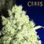 White Indica Regular Marijuana Strain by Ceres Seeds For Sale Online at Cannabis Seeds Outlet