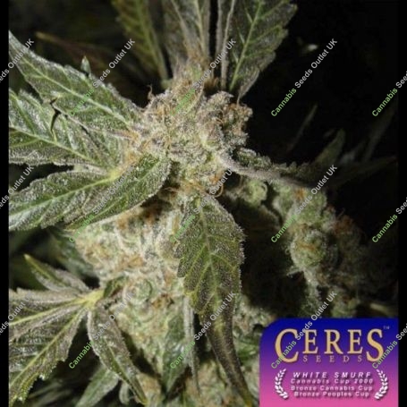 White Panther Regular Marijuana Strain by Ceres Seeds For Sale Online at Cannabis Seeds Outlet