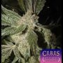 White Panther Regular Marijuana Strain by Ceres Seeds For Sale Online at Cannabis Seeds Outlet