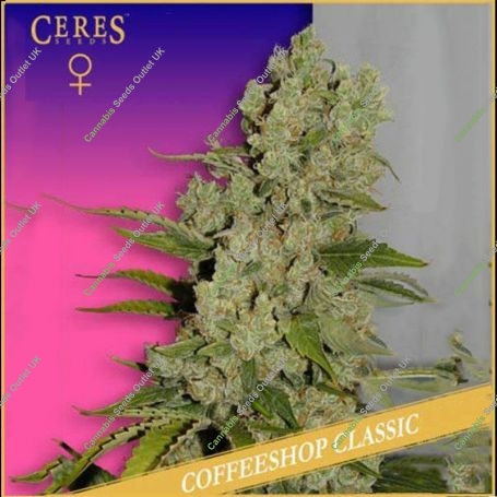 White Widow Feminized Marijuana Strain by Ceres Seeds For Sale Online at Cannabis Seeds Outlet