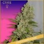 White Widow Feminized Marijuana Strain by Ceres Seeds For Sale Online at Cannabis Seeds Outlet