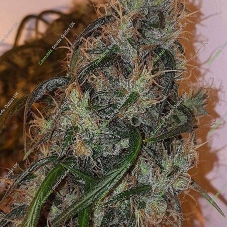 Australian Dead Head Feminized Marijuana Strain by Connoisseur Genetics For Sale Online at Cannabis Seeds Outlet