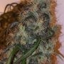 Australian Dead Head Feminized Marijuana Strain by Connoisseur Genetics For Sale Online at Cannabis Seeds Outlet
