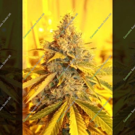 Cheese Dog Haze Feminized Marijuana Strain by Connoisseur Genetics For Sale Online at Cannabis Seeds Outlet