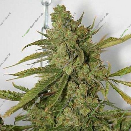 Cheese Dog Regular Marijuana Strain by Connoisseur Genetics For Sale Online at Cannabis Seeds Outlet