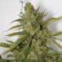 Cheese Dog Regular Marijuana Strain by Connoisseur Genetics For Sale Online at Cannabis Seeds Outlet