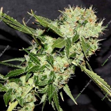 Cheese N Chaze Regular Marijuana Strain by Connoisseur Genetics For Sale Online at Cannabis Seeds Outlet