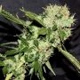 Cheese N Chaze Regular Marijuana Strain by Connoisseur Genetics For Sale Online at Cannabis Seeds Outlet