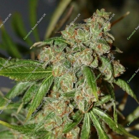 Cheese N Chong Feminized Marijuana Strain by Connoisseur Genetics For Sale Online at Cannabis Seeds Outlet