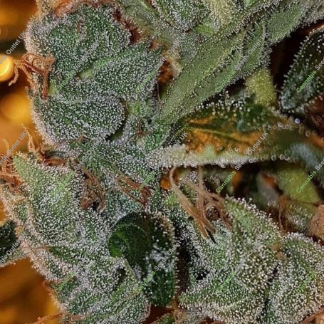 Chemdog Haze Regular Marijuana Strain by Connoisseur Genetics For Sale Online at Cannabis Seeds Outlet