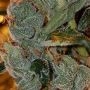 Chemdog Haze Regular Marijuana Strain by Connoisseur Genetics For Sale Online at Cannabis Seeds Outlet
