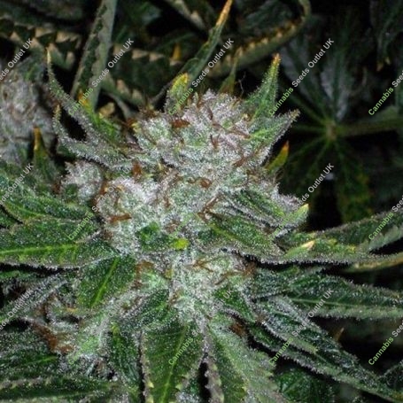 Chemmy Jones Regular Marijuana Strain by Connoisseur Genetics For Sale Online at Cannabis Seeds Outlet