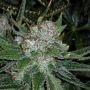 Chemmy Jones Regular Marijuana Strain by Connoisseur Genetics For Sale Online at Cannabis Seeds Outlet