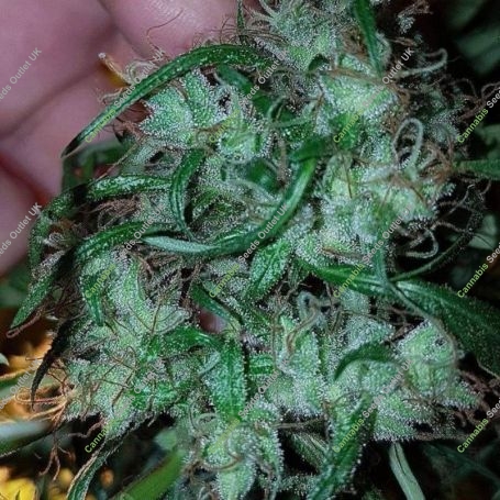 Dangerous Dog Regular Marijuana Strain by Connoisseur Genetics For Sale Online at Cannabis Seeds Outlet
