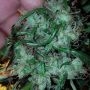 Dangerous Dog Regular Marijuana Strain by Connoisseur Genetics For Sale Online at Cannabis Seeds Outlet