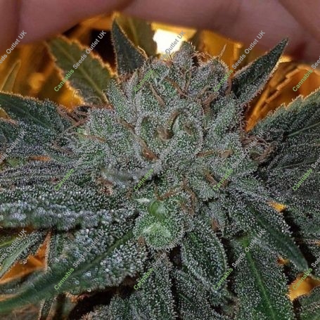 Dead Chem Head Feminized Marijuana Strain by Connoisseur Genetics For Sale Online at Cannabis Seeds Outlet