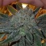Dead Chem Head Feminized Marijuana Strain by Connoisseur Genetics For Sale Online at Cannabis Seeds Outlet