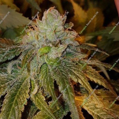 Dogshit Dead Head Haze Feminized Marijuana Strain by Connoisseur Genetics For Sale Online at Cannabis Seeds Outlet