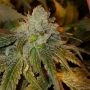 Dogshit Dead Head Haze Feminized Marijuana Strain by Connoisseur Genetics For Sale Online at Cannabis Seeds Outlet