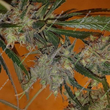 Dutch Dog Regular Marijuana Strain by Connoisseur Genetics For Sale Online at Cannabis Seeds Outlet