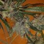 Dutch Dog Regular Marijuana Strain by Connoisseur Genetics For Sale Online at Cannabis Seeds Outlet