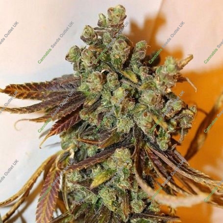 Grateful Casey Feminized Marijuana Strain by Connoisseur Genetics For Sale Online at Cannabis Seeds Outlet
