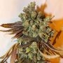 Grateful Casey Feminized Marijuana Strain by Connoisseur Genetics For Sale Online at Cannabis Seeds Outlet