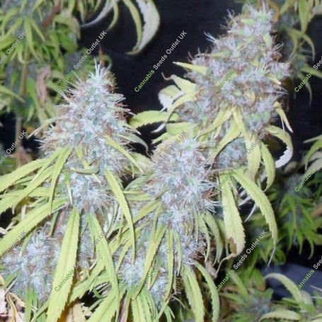 Haze Freak Regular Marijuana Strain by Connoisseur Genetics For Sale Online at Cannabis Seeds Outlet