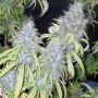 Haze Freak Regular Marijuana Strain by Connoisseur Genetics For Sale Online at Cannabis Seeds Outlet