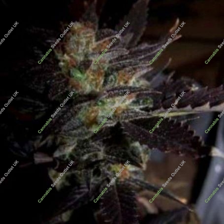 Hippy Private Stash Regular Marijuana Strain by Connoisseur Genetics For Sale Online at Cannabis Seeds Outlet