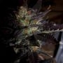 Hippy Private Stash Regular Marijuana Strain by Connoisseur Genetics For Sale Online at Cannabis Seeds Outlet