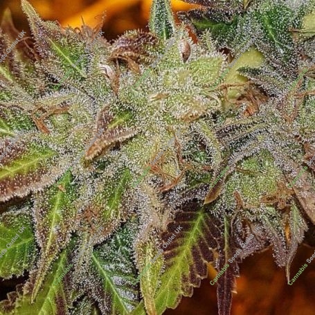 Kush Chem Haze Regular Marijuana Strain by Connoisseur Genetics For Sale Online at Cannabis Seeds Outlet