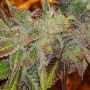 Kush Chem Haze Regular Marijuana Strain by Connoisseur Genetics For Sale Online at Cannabis Seeds Outlet