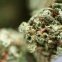 Connoisseur Genetics Kush Chem Haze Smoke Buds Weed Ganja Skunk Dope Pot Images Pics Nuggets