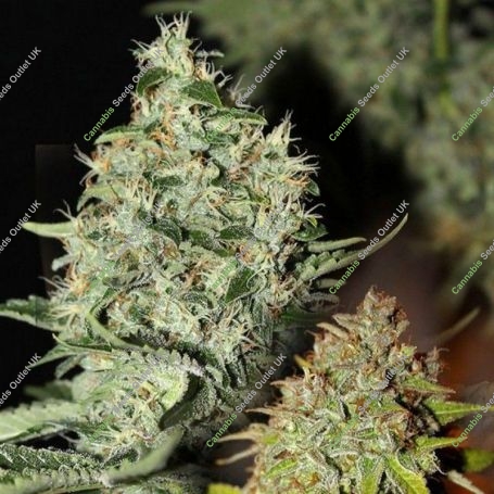Labrador Regular Marijuana Strain by Connoisseur Genetics For Sale Online at Cannabis Seeds Outlet