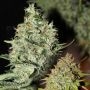 Labrador Regular Marijuana Strain by Connoisseur Genetics For Sale Online at Cannabis Seeds Outlet