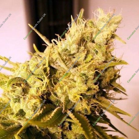 Lemon N Lime Jones Feminized Marijuana Strain by Connoisseur Genetics For Sale Online at Cannabis Seeds Outlet