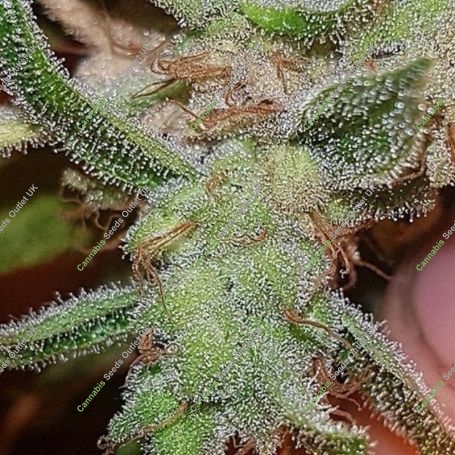 Mango N Cheese Feminized Marijuana Strain by Connoisseur Genetics For Sale Online at Cannabis Seeds Outlet