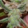 Mango N Cheese Feminized Marijuana Strain by Connoisseur Genetics For Sale Online at Cannabis Seeds Outlet