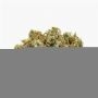 Connoisseur Genetics Mango N Cheese Smoke Buds Weed Ganja Skunk Dope Pot Images Pics Nuggets