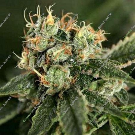 OG Chem Haze Regular Marijuana Strain by Connoisseur Genetics For Sale Online at Cannabis Seeds Outlet