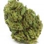 Connoisseur Genetics OG Chem Haze Smoke Buds Weed Ganja Skunk Dope Pot Images Pics Nuggets