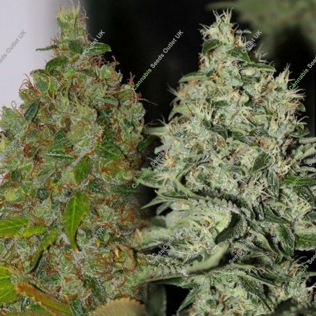 OG Jones Regular Marijuana Strain by Connoisseur Genetics For Sale Online at Cannabis Seeds Outlet