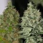 OG Jones Regular Marijuana Strain by Connoisseur Genetics For Sale Online at Cannabis Seeds Outlet